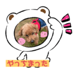 ミモザファミリー日常