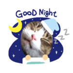 ニャンだふる♪♪遂に遂に６（ろく）