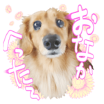 食いしんぼ犬リップ