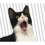 ハチワレ猫のOくん_ver.2