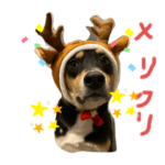 おこぼれちょうだい犬maru2