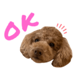 トイプードルのリリですっ