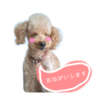 トイプードル　オウジの日常2