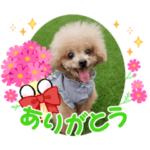 トイプードルのミク