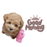 トイプードルぽこまる01