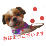 シーズーのラルフローレン君