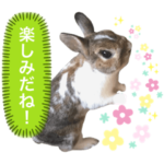 うさぎのまるちゃん 11