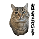 うちのタマさん2022