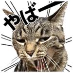 BIGな‼︎リアルにゃんこ★