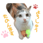 どんこちゃんスタンプ 関西弁♪♪