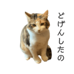 あたいはそふぃあ