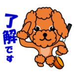 茶プードルのゴルフ