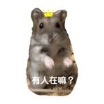 Rat treasure