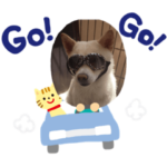 Two dogs love to play treasure