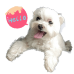 Snowball's old dog diary