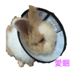 毛深い子うさぎ宝