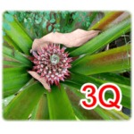 Grandma's vegetable garden-