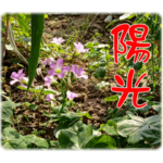 Grandma's vegetable garden-Mind language