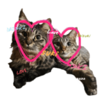 ちい寧々ときどきテン