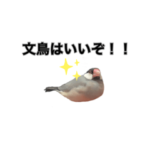 桜文鳥のブンちゃん