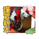 ホワイトシェパード ギン 