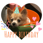 シニア犬チワワのハクくんPart3