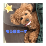 トイプードル ☆もちまるpart2