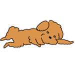 うちの茶色いトイプードル