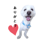 まっしろマルプー白い犬