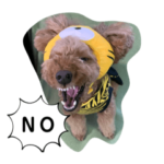 トイプードルのびーたん