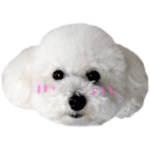 トイプードルのりんちゃんらんちゃん