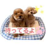 トイプードルチェロンとビーのスタンプ