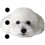 トイプードルのりんちゃんらんちゃん②