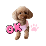 トイプードル♡るるの日常