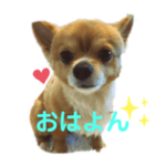 シニア犬チワワのハクくん1