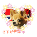 シニア犬チワワのハクくん Part2