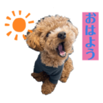 トイプードルぽち