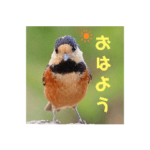 野鳥ヤマガラ基本の挨拶編