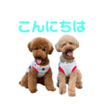 ☆トイプードル兄弟こむぎ&のあ☆