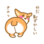 コーギーだよ