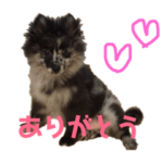 ポメラニアンのスカイくん♡