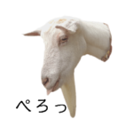 ヤギと癒し２。