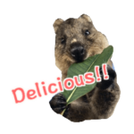 英語版 あなたの毎日を幸せにするクオッカ