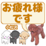 小松沢「こまつさわ」さんのトイプードル