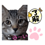 キジねこ　めい様がゆく！