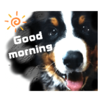 バーニーズの可愛い子犬時代