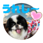 狆♡超スーパーシニア ハナ♡    友達の輪