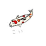 鯉　錦鯉とメッセージ