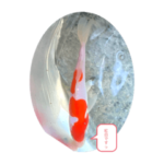 nishikigoitachi❣️　錦鯉達