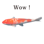 錦鯉　紅白　と　英語　English